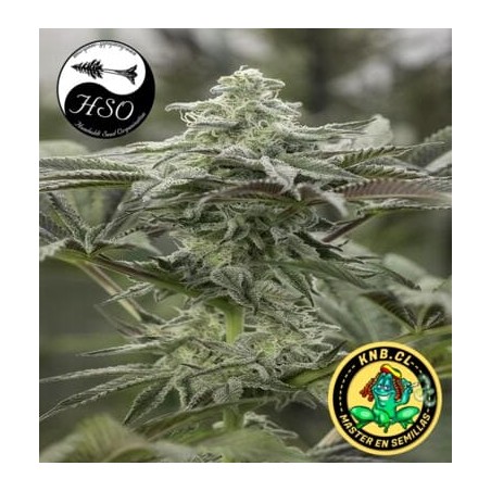 Lemon Citron de Humboldt Seeds