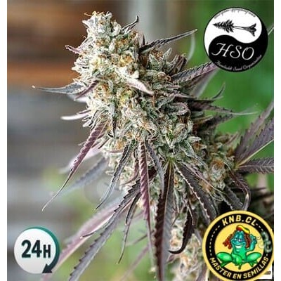 Ice Cream Cake fast flowering Humboldt semillas cannabis