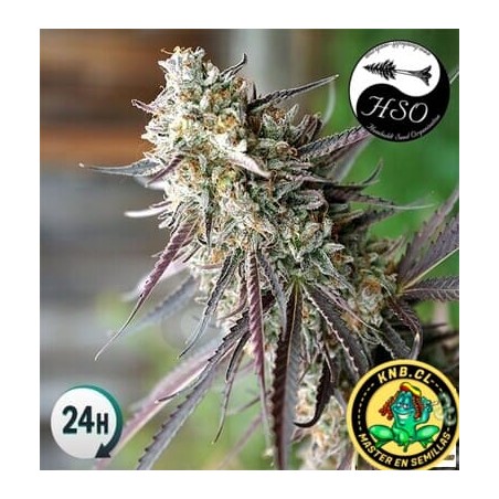 Ice Cream Cake fast flowering Humboldt semillas cannabis