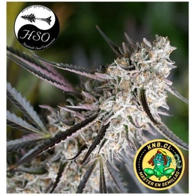 Peanut Butter Breath fast flowering Humboldt semillas