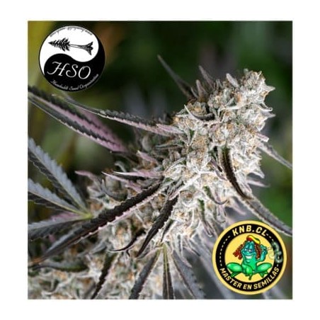 Peanut Butter Breath fast flowering Humboldt semillas