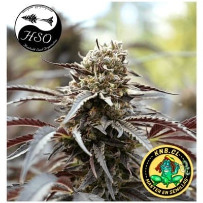 Runtz fast flowering Humboldt semillas cannabis