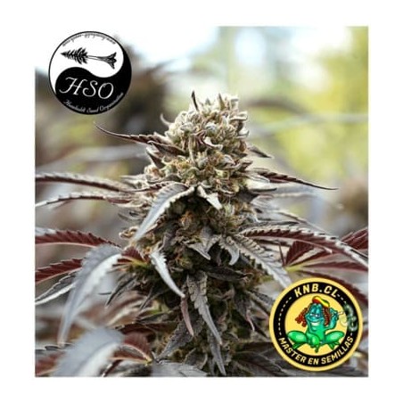 Runtz fast flowering Humboldt semillas cannabis