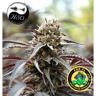 White Runtz fast flowering semillas Humboldt Seeds