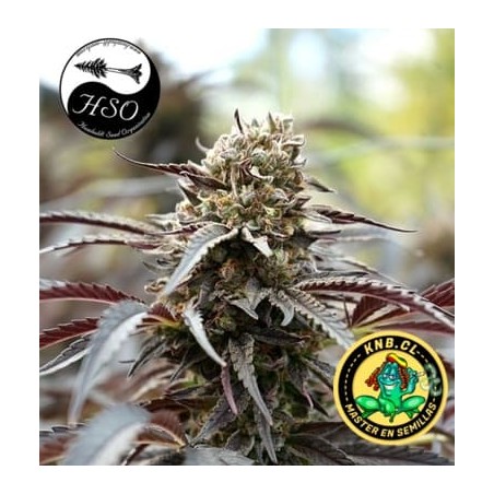 White Runtz fast flowering semillas Humboldt Seeds