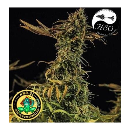 Blueberry Headband Humboldt Seeds semillas cannabis