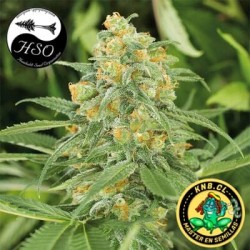 Green Crack 2.0 Humboldt Seeds semillas cannabis