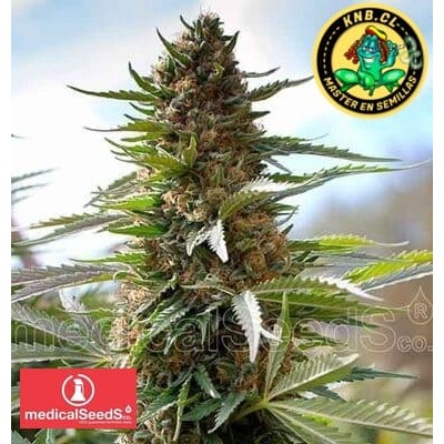 Devil Fruit Medical Seeds semillas cannabis