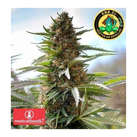 Devil Fruit Medical Seeds semillas cannabis
