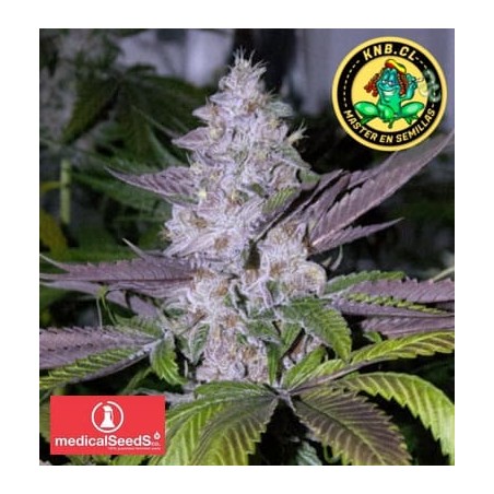 Mendocino Channel Kush Medical Seeds semillas
