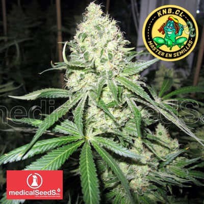 No Name Medical Seeds semillas cannabis