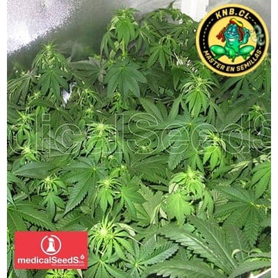 Prozack Medical Seeds semillas cannabis