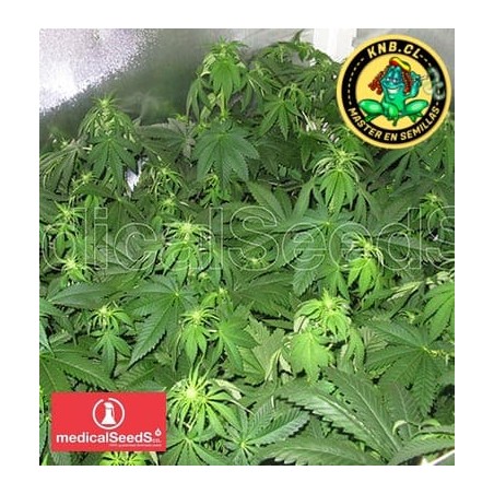 Prozack Medical Seeds semillas cannabis