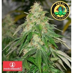 Some Sweet Medical Seeds semillas cannabis