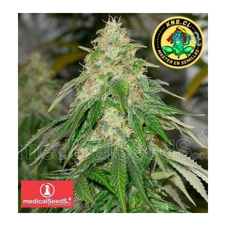 Some Sweet Medical Seeds semillas cannabis