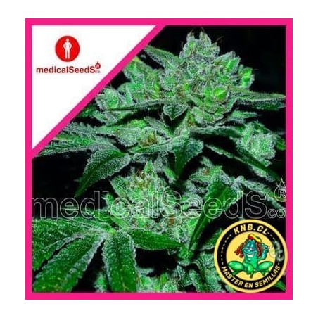 Sour Glue Medical Seeds semillas marihuana