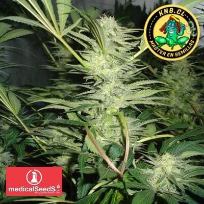 White Widow de Medical Seeds semillas marihuana