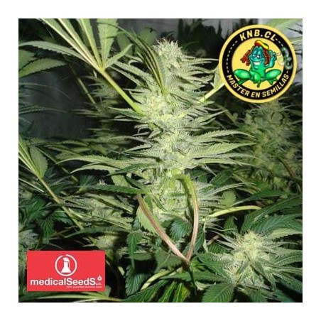 White Widow de Medical Seeds semillas marihuana