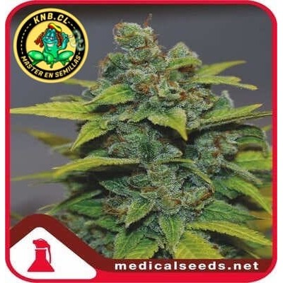Banana Zkittlez Medical Seeds semillas cannabis