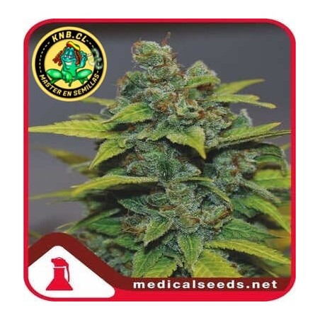 Banana Zkittlez Medical Seeds semillas cannabis