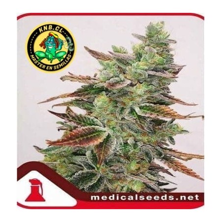 Banana Purp Medical Seeds semillas cannabis