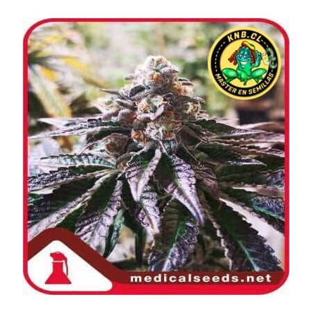 Cookies Purple Punch Medical Seeds semillas cannabis