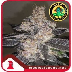 Gelato 242 Medical Seeds semillas cannabis