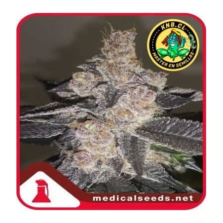 Gelato 242 Medical Seeds semillas cannabis