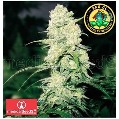 Malakoff Medical Seeds Semillas marihuana