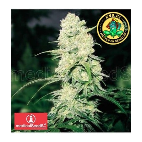 Malakoff Medical Seeds Semillas marihuana