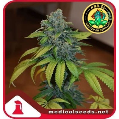 Zkittlez Medical Seeds semillas cannabis