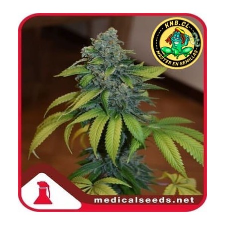 Zkittlez Medical Seeds semillas cannabis