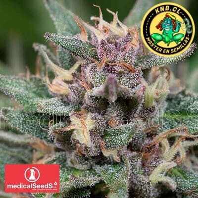 Bluehell auto de Medical Seeds semillas