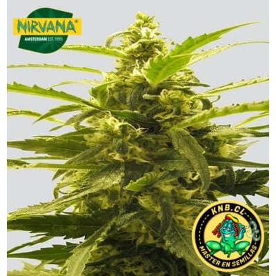 AK 48 auto Nirvana Seeds semillas cannabis