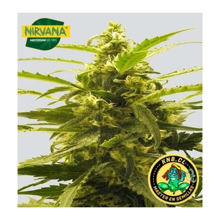 AK 48 auto Nirvana Seeds semillas cannabis