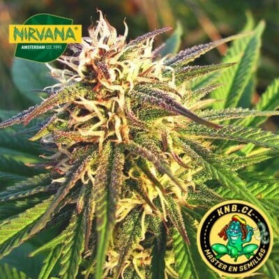 Blue Mystic auto de Nirvana semillas marihuana