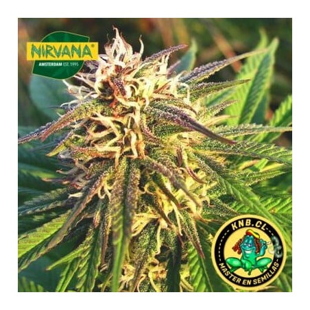 Blue Mystic auto de Nirvana semillas marihuana