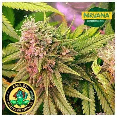 Bubblelicious auto de Nirvana semillas cannabis