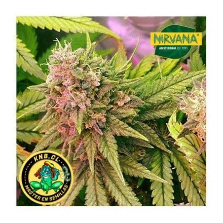 Bubblelicious auto de Nirvana semillas cannabis