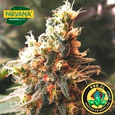 Jock Horror auto Nirvana semillas cannabis
