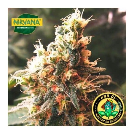 Jock Horror auto Nirvana semillas cannabis