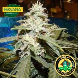 Short Rider auto Nirvana Seeds semillas cannabis