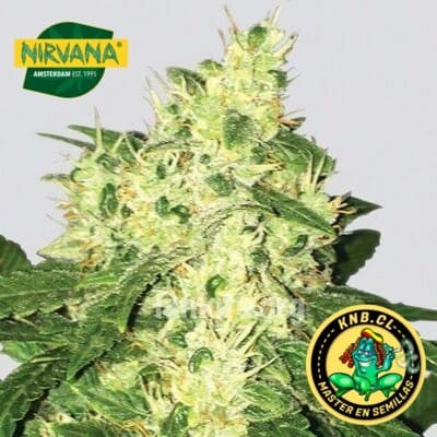 Swiss Cheese auto Nirvana semillas cannabis