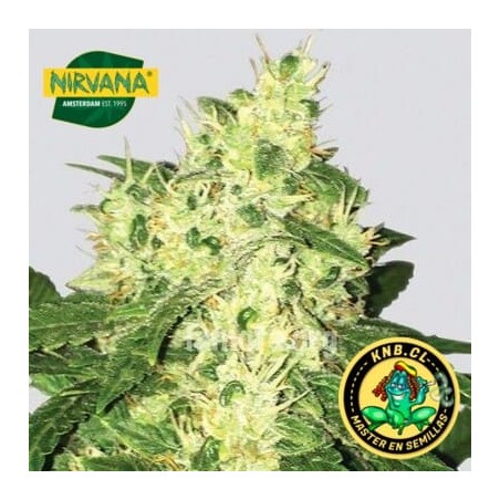 Swiss Cheese auto Nirvana semillas cannabis