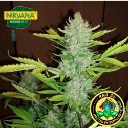 Blueberry Kush auto de Nirvana semillas marihuana