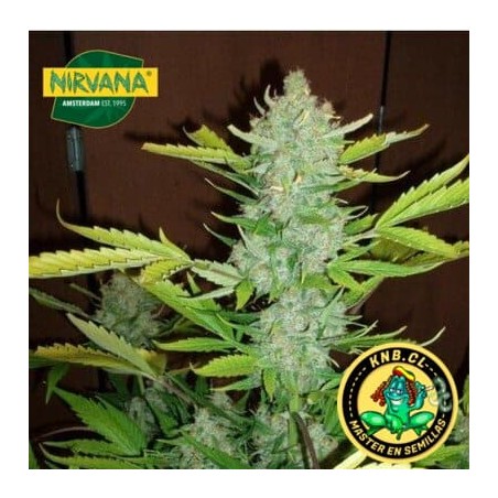Blueberry Kush auto de Nirvana semillas marihuana