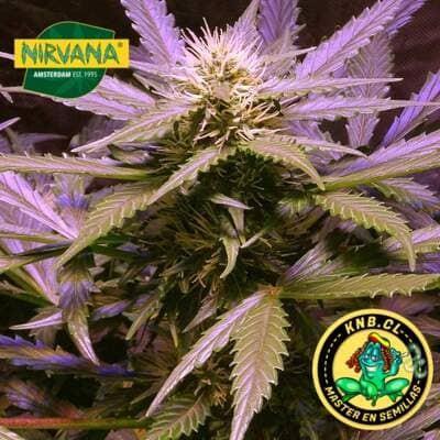 Lemon OG Haze de Nirvana semillas