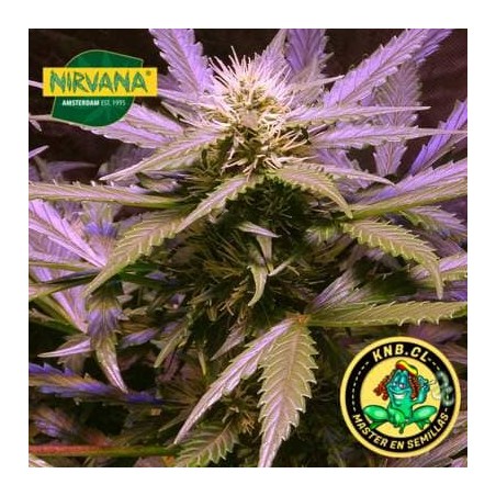 Lemon OG Haze de Nirvana semillas