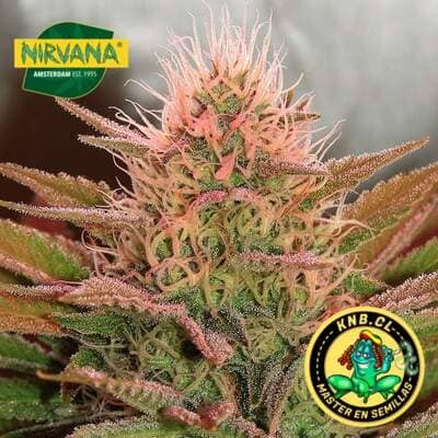 Bubblelicious de Nirvana semillas