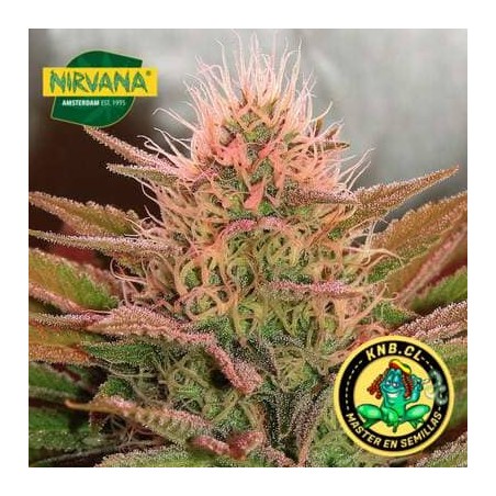 Bubblelicious de Nirvana semillas